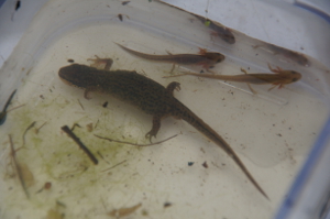 Pregnant female with two efts