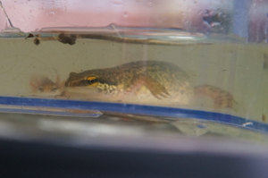 Palmate newt and eft