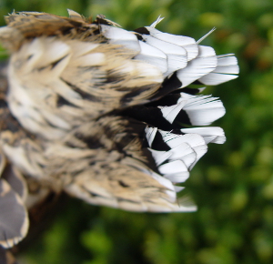 White feathers on tail