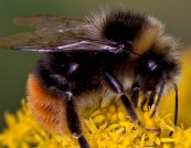 EU: Ban the bee killers